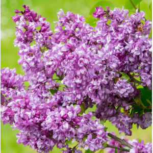 Orgován obyčajný (Syringa vulgaris) ´MRS EDWARD HARDING´ - výška 30-50 cm, kont. C2L